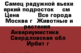 Самец радужной вьехи яркий подросток 15 см › Цена ­ 350 - Все города, Москва г. Животные и растения » Аквариумистика   . Свердловская обл.,Ирбит г.